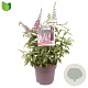 Buddleja d. 'Pink Delight' 50-60 cm 10L