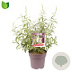 Buddleja d. 'White Profusion' 50-60 cm 10L