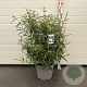 Buddleja d. 'White Profusion' 50-60 cm 10L