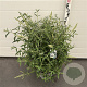 Buddleja d. 'White Profusion' 50-60 cm 10L
