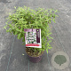 Caryopteris cland. Stephi 30-40 cm 5,0L