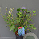 Ceanothus del. 'Gloire de Versaille 50-60 cm 10L