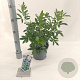Choisya ternata 20-25 cm 3,0L