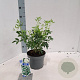 Choisya ternata 20-25 cm 3,0L