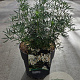 Choisya t. White Dazzler 30-40 cm 10L