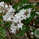 Deutzia lemoinei 30-35 cm 3,0L