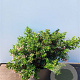 Escallonia laevis Showstopper 30-40 cm 10L