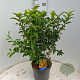 Forsythia int. Minigold 50-60 cm 7,5L