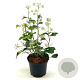 Hedera hel. 'Arborescens' 25-30 cm 3,0L