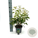Hedera hel. 'Arborescens' 30-40 cm 5,0L