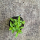 Hydrangea pan. 'Limelight' 20-25 cm 2,0L