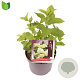 Hydrangea pan. 'Limelight' 25-30 cm 3,0L