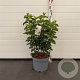 Hydrangea pan. 'Silver Dollar' 50-60 cm 10L