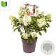 Hydrangea pan. 'Silver Dollar' 50-60 cm 10L