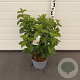 Hydrangea pan. 'Silver Dollar' 50-60 cm 10L