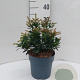 Pieris jap. 'Prelude' 20-30 cm 5,0L
