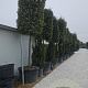 Quercus ilex 25-30 HO container