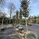 Quercus ilex 25-30 HO container