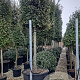 Quercus ilex 25-30 HO container