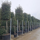 Quercus ilex 25-30 HO container