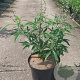 Vitex agnus-castus 40-50 cm 10L