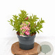 Weigela Picobella Rosa 25-30 cm 3,0L