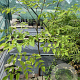 Aralia elata 80-100 cm 2,0L 1 tak