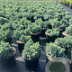 Juniperus squamata 'Blue Star' 15-20 cm 3,0L