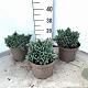 Juniperus squamata 'Blue Star' 15-20 cm 3,0L