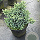Juniperus squamata 'Blue Star' 15-20 cm 3,0L