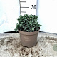 Juniperus squamata 'Blue Star' 15-20 cm 3,0L