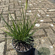Pennisetum al. 'Little Bunny' GM 2,0L