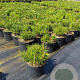 Pinus mugo pumilio 15-20 cm 2,0L
