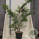 Prunus subh. 'Autumnalis' 150-175 cm 20L meerstammig