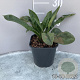 Pulmonaria 'Blue Ensign' GM 2,0L