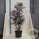 Sambucus nigra Black Lace 150-175 cm 20L meerstammig