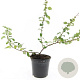 Chaenomeles j. 'Sargentii' GM C1.3