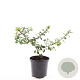 Chaenomeles j. 'Sargentii' GM C1.3