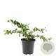 Chaenomeles sup. 'Jet Trail' GM C1.3