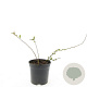 Chaenomeles sup. 'Jet Trail' GM C1.3
