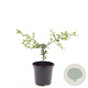 Chaenomeles sup. 'Jet Trail' GM C1.3