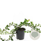 Chaenomeles sup. Pink Trail GM C1.3