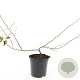 Chaenomeles sup. Pink Trail GM C1.3
