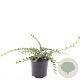 Cotoneaster atrop. 'Variegatus' GM C1.3