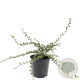 Cotoneaster atrop. 'Variegatus' GM C1.3