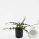Cotoneaster atrop. 'Variegatus' GM C1.3