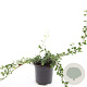 Cotoneaster dammeri GM C1.3