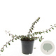 Cotoneaster dam. 'Miranda' GM C1.3