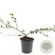 Cotoneaster sal. 'Gnom' GM C1.3