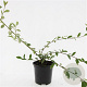 Cotoneaster sal. 'Herbstfeuer' GM C1.3